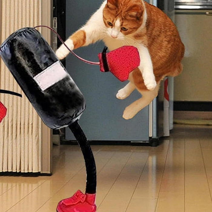 Koci Boks
